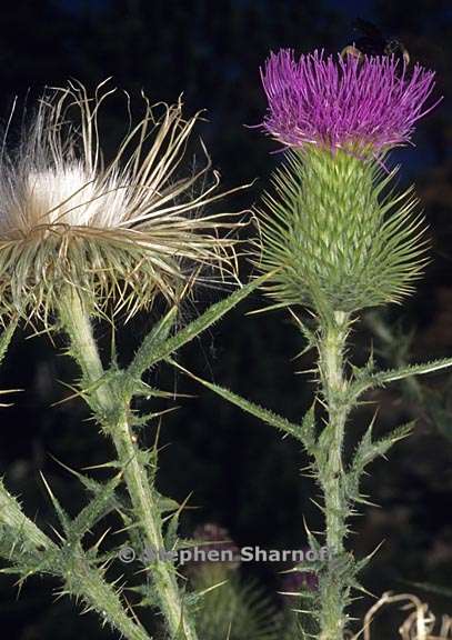 cirsium vulgare 1 graphic